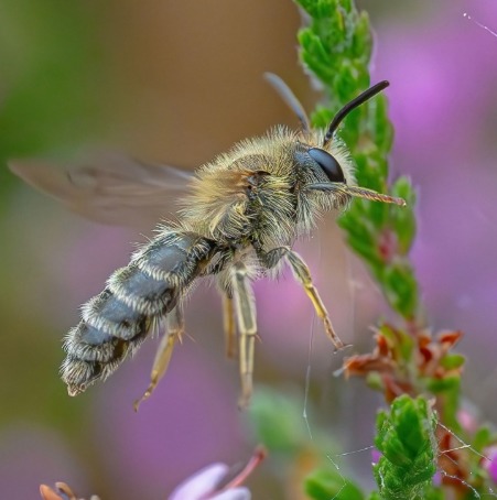 Heather mining bee in flight approaching purple heather flowers, showing striped abdomen and fuzzy body