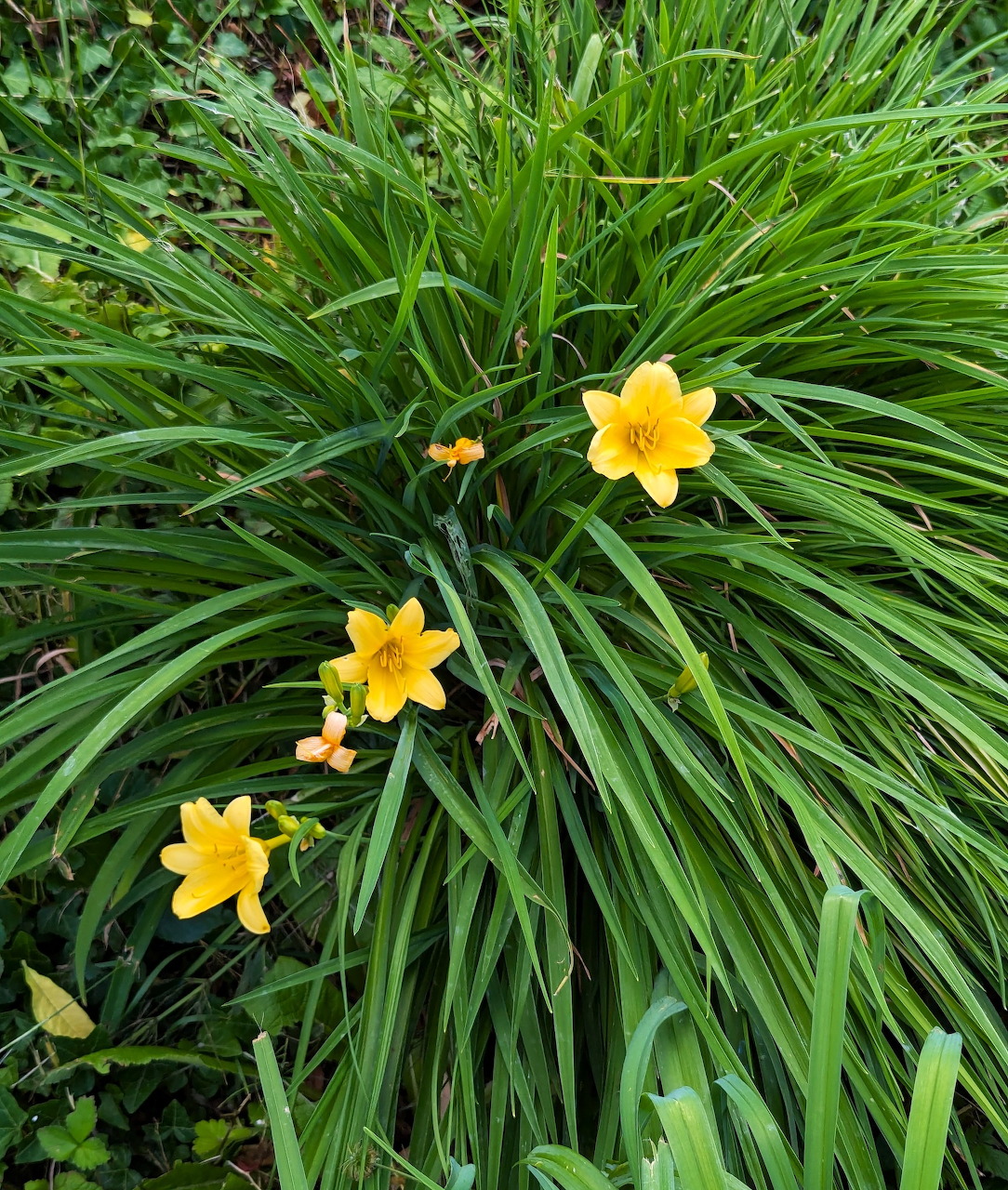 Three yellow daylily flowers blooming among long green leaves in a garden