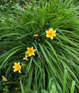 Yellow Daylilies in Garden