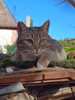 Gray tabby cat resting on a wooden bench with house and sky behind