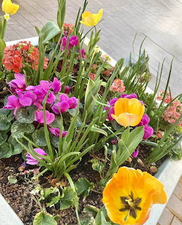 Bright garden bed with yellow tulips, pink pansies, and assorted colorful spring flowers