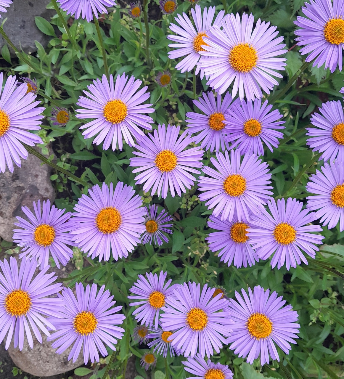 Purple Aster Flowers