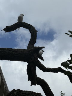 White Terns on Tree
