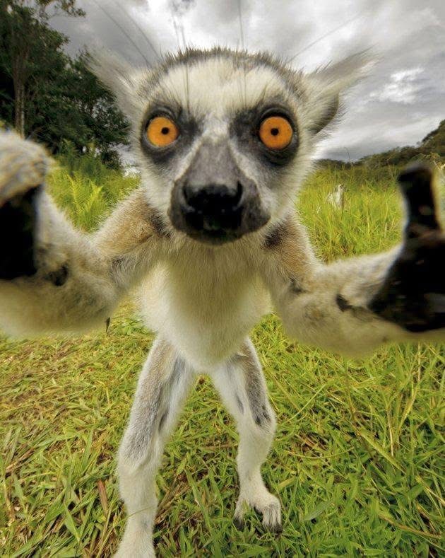 Ring-tailed lemur with orange eyes reaching arms toward camera in grass field
