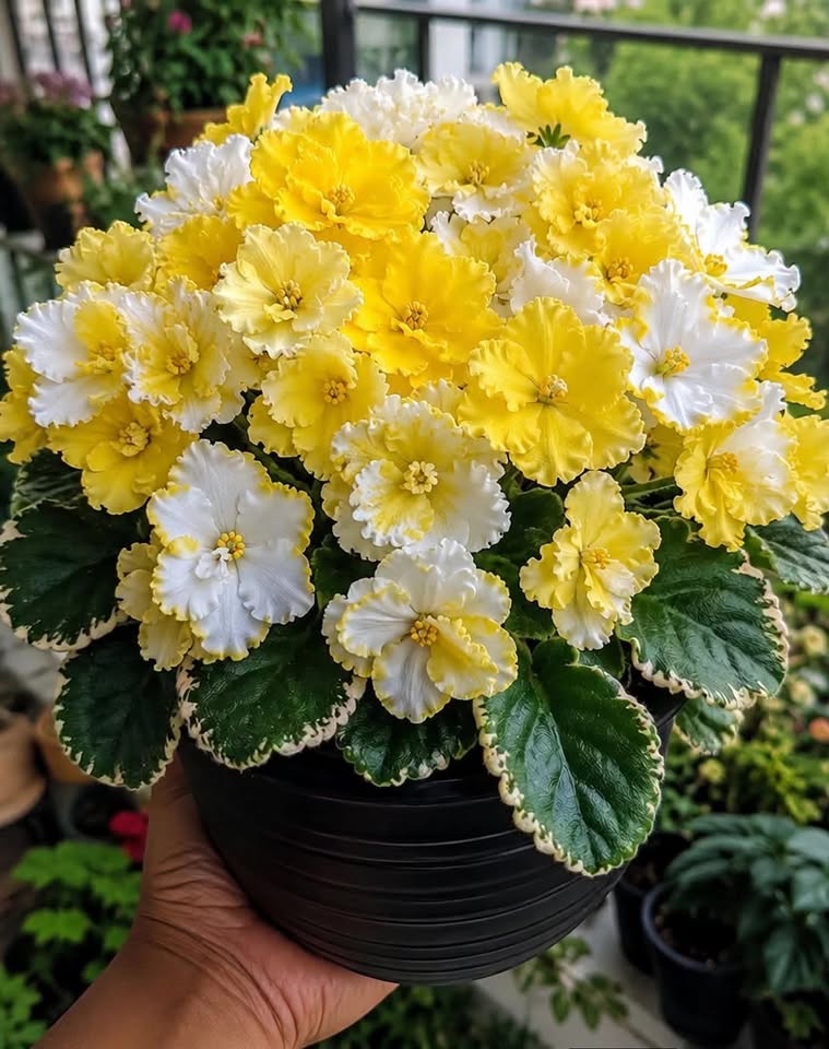Hand holding a black pot with yellow and white ruffled primrose flowers and green leaves