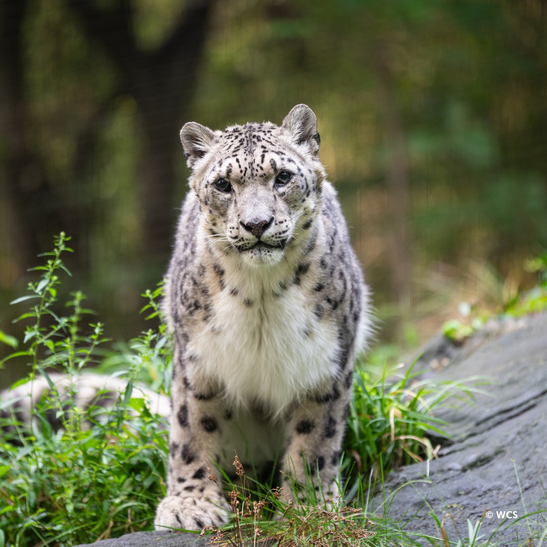 Snow leopard with spotted fur sitting on rocks among green plants, looking directly at camera