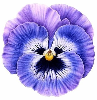 Purple Pansy Flower