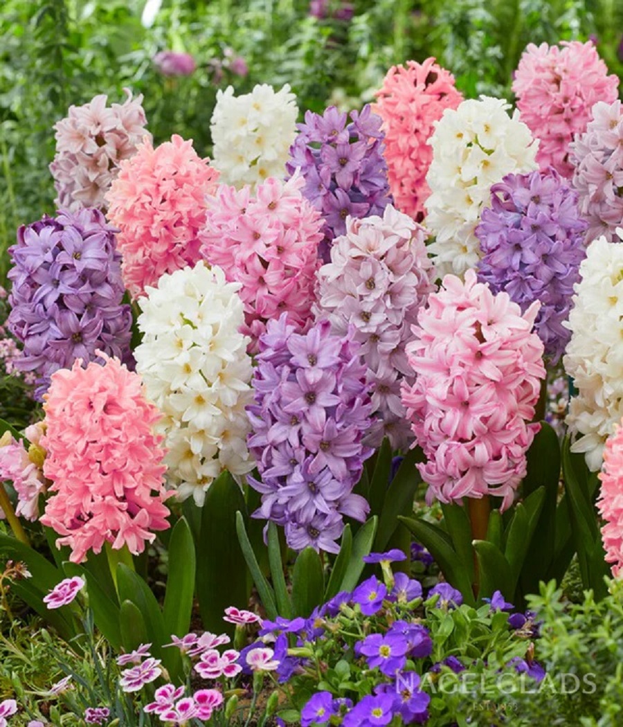 Pastel pink, white, and purple hyacinth flowers blooming in a garden with green leaves