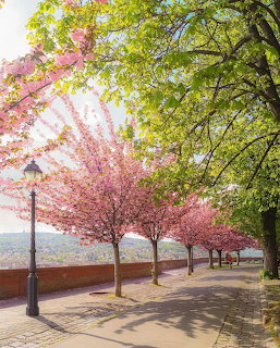 Pink cherry blossom trees lining a sunny pathway with green trees and brick wall