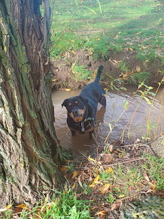 Rottweiler dog standing on forest path looking up at camera