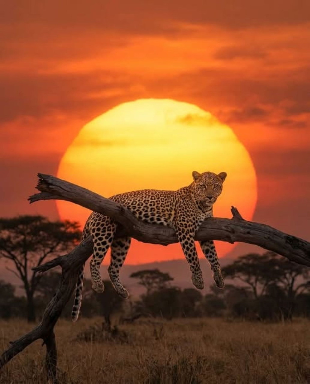 Leopard lying on a tree branch with a large orange sunset in the African savanna