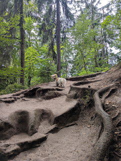 Small dog on twisted tree root path in green forest