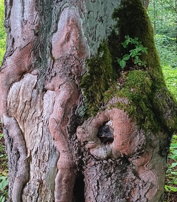 Weathered tree trunk with moss and bark patterns resembling a face