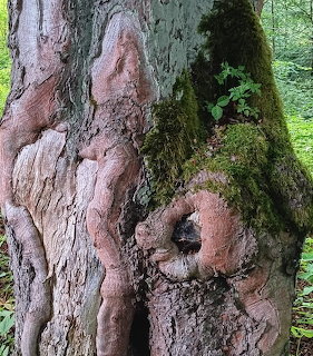 Old Mohican Tree Trunk