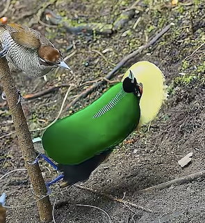 Magnificent Bird of Paradise Pair
