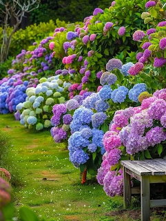 Colorful hydrangea bushes in blue, pink, purple and white along a garden path with a wooden bench
