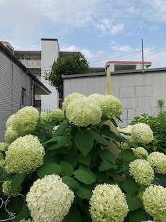 Large white hydrangea flower clusters blooming in front of Japanese suburban buildings under a blue sky