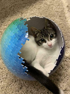 White and tabby kitten sitting inside an open spherical jigsaw puzzle ball on carpet