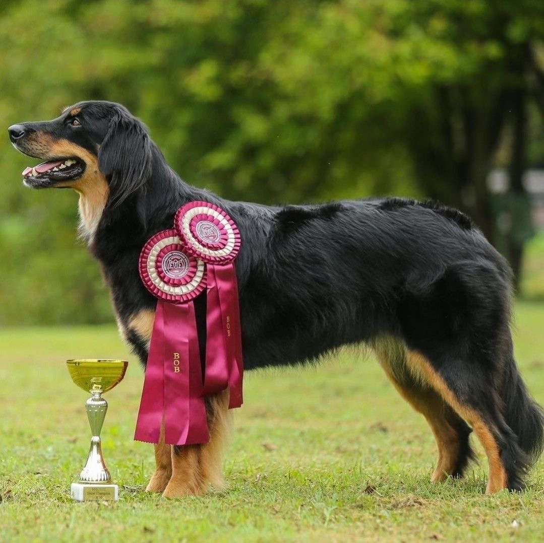 Hovawart Dog