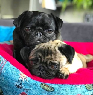 Two pug puppies, one black and one fawn, snuggling on a bright patterned blanket