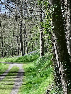Sunlit dirt path winding through a wooded area with trees, grass, and blue wildflowers