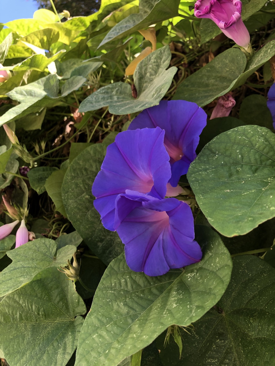 Two purple morning glory flowers in full bloom surrounded by large green heart-shaped leaves