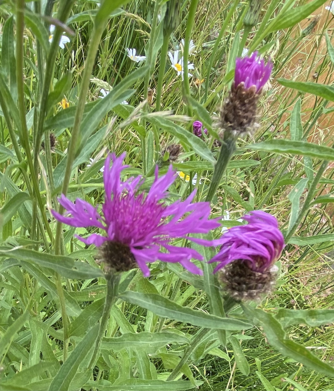 Black Cornflower Bloom