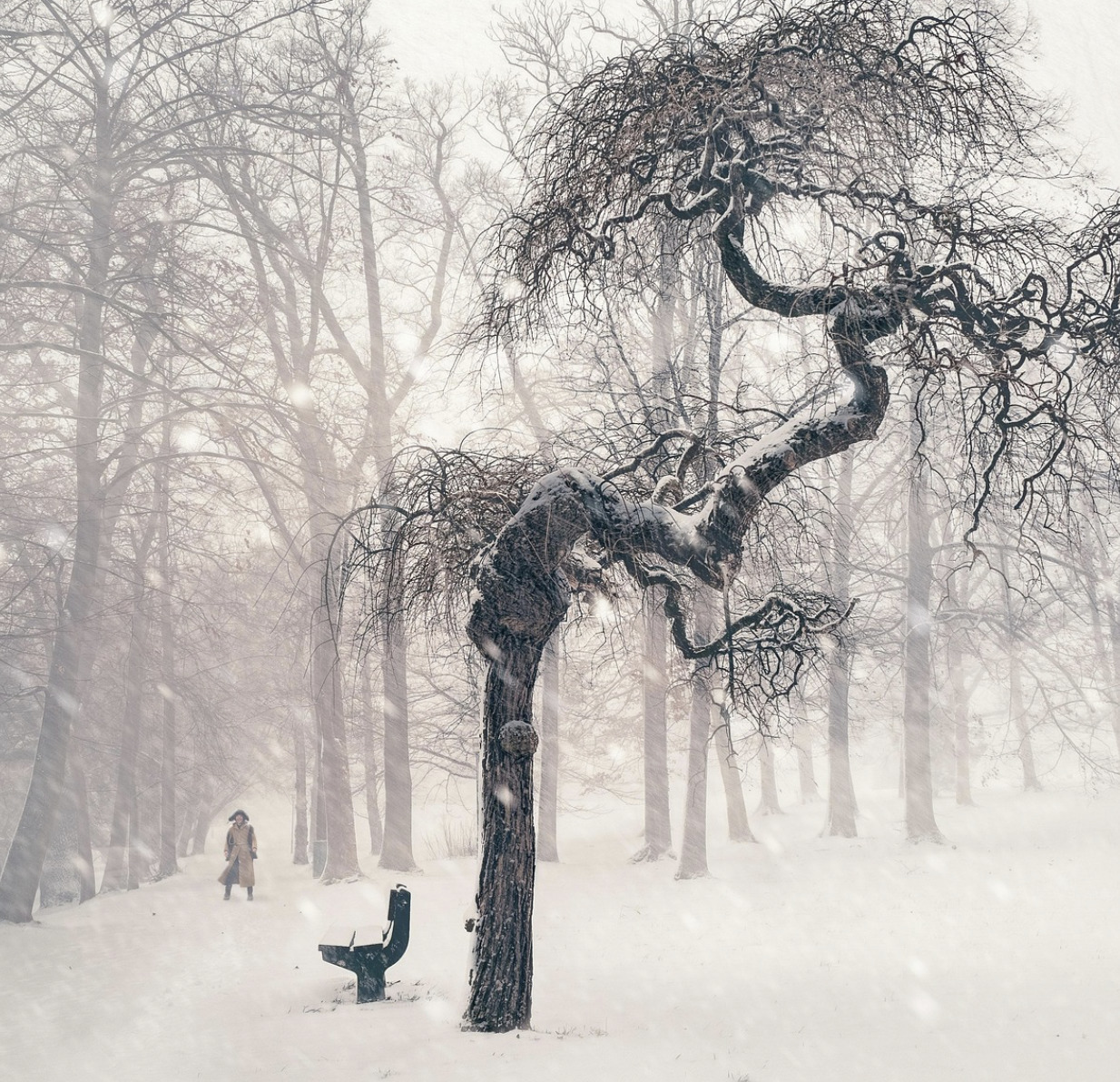 Person walking through foggy snowy park with gnarled bare tree and bench during winter blizzard