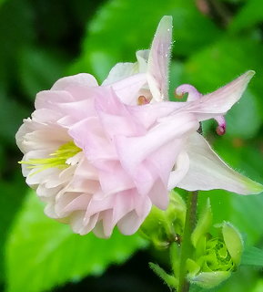 Close-up of a pale pink columbine flower with layered petals and yellow center against green leaves