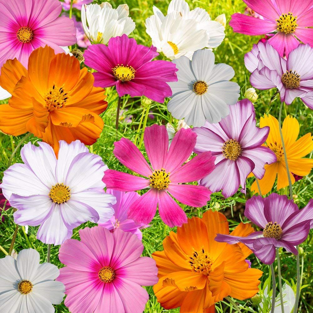 Bright cosmos flowers in pink, orange, white and purple colors blooming together in a garden