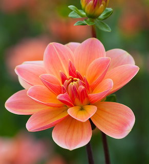 Close-up of a peach and coral dahlia flower in bloom with a bud above against a blurred garden background