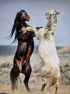 Two horses rearing up on hind legs facing each other in an outdoor desert setting