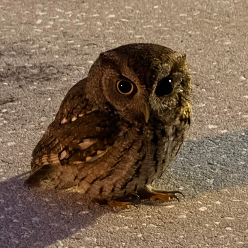 Eastern Screech Owl