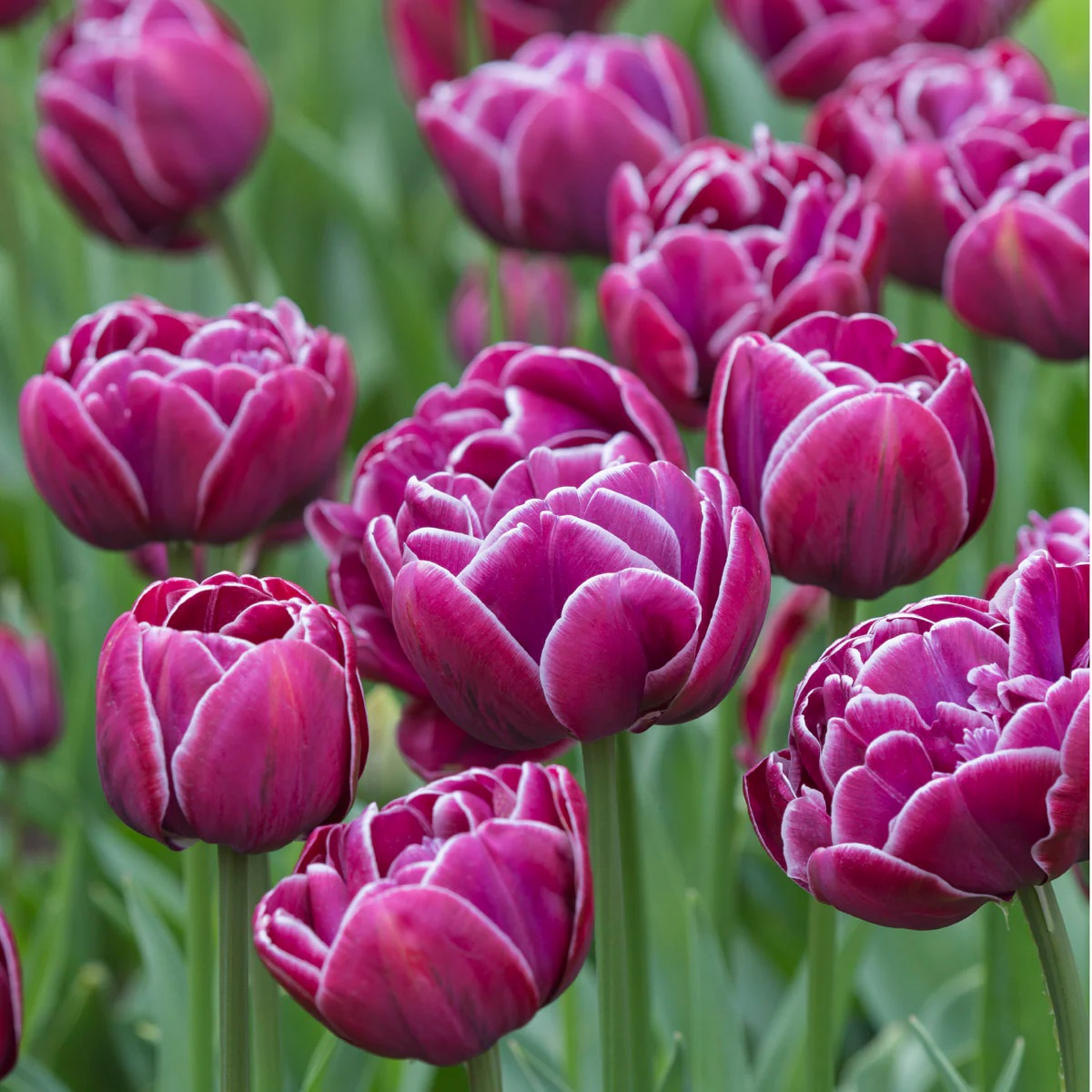 Close-up of purple double tulips with white-edged petals and green stems in a garden setting