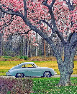 Vintage powder blue Porsche under blooming pink cherry blossom tree in spring meadow