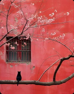 Black cat sitting on a cherry blossom tree branch in front of a red wall with a window