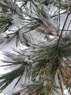 Snow-covered pine tree branches with long green needles seen from below against a grey winter sky