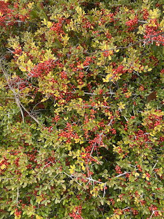 Dense green shrub with clusters of small red berries and leaves