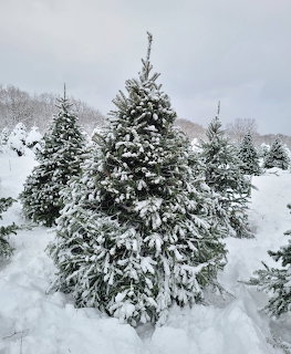 Snowy Christmas Tree Farm