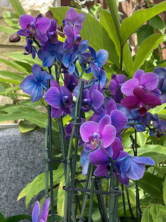 Purple and blue orchid flowers with green stems and foliage in a garden