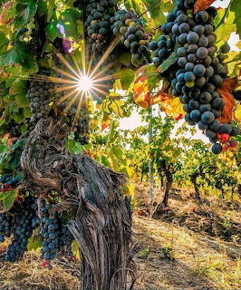Sunlit grapevine with dark purple grape clusters and autumn leaves in a vineyard