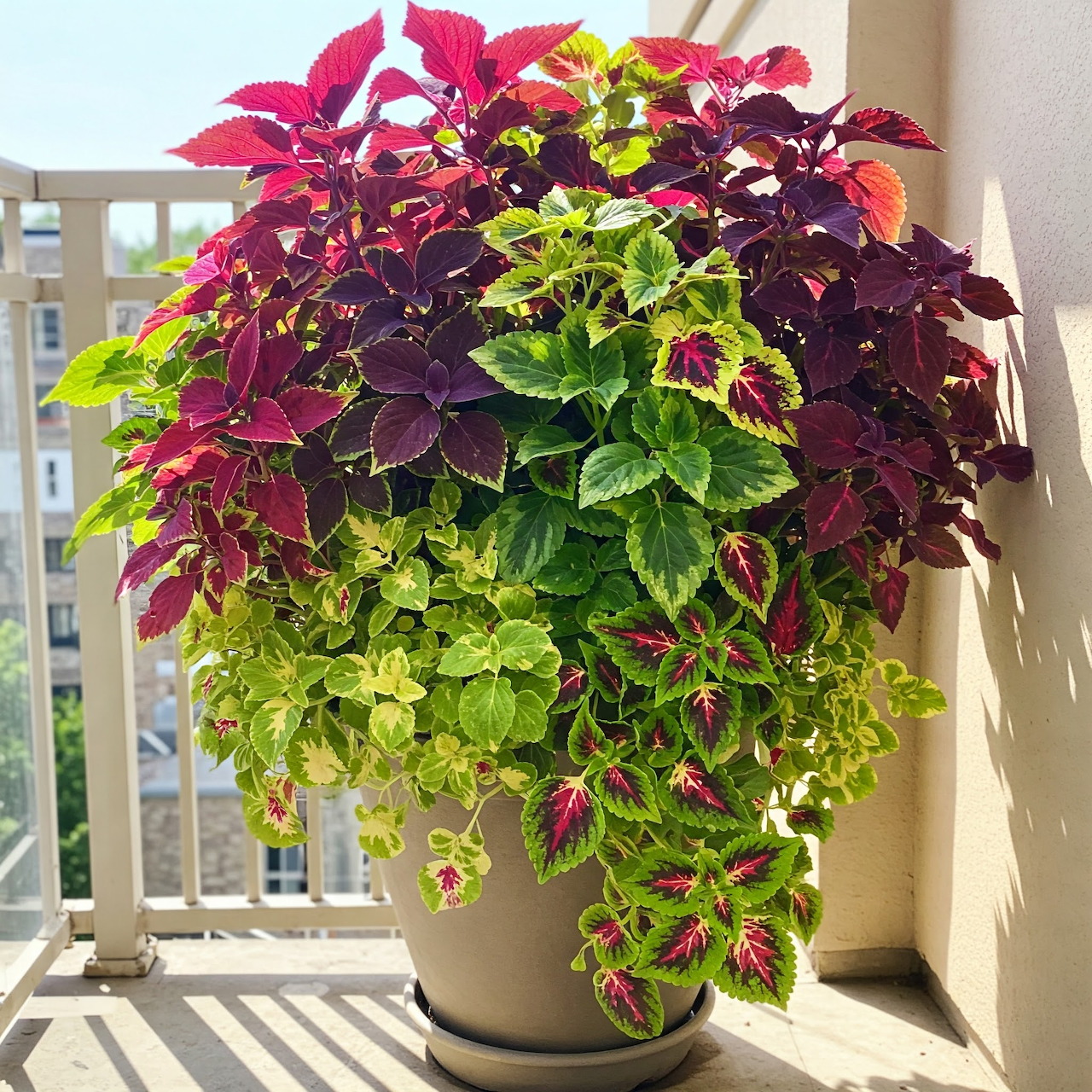 Colorful coleus plants growing in a pot on a sunny balcony
