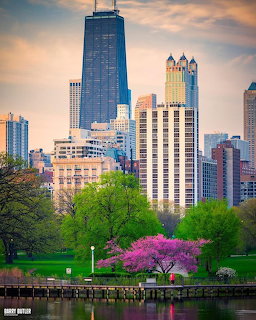 Chicago cityscape with pink flowering tree in park, tall buildings and colorful sky
