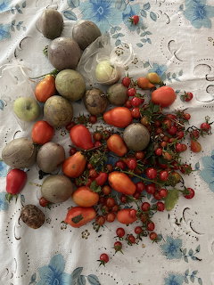Assorted garden harvest with tomatoes, cherry tomatoes, beetroot, and apples on a floral cloth