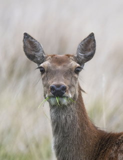 Close-up of a red deer facing the camera while chewing on green grass blades
