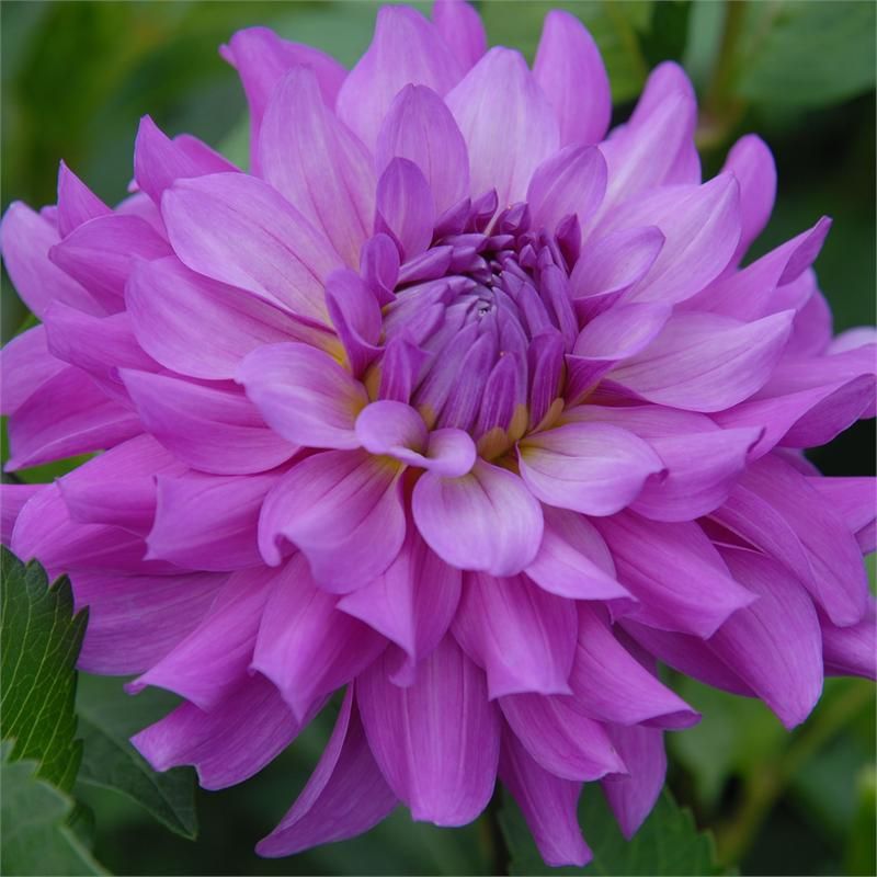 Close-up of a purple dahlia flower with layered petals and green leaves in the background