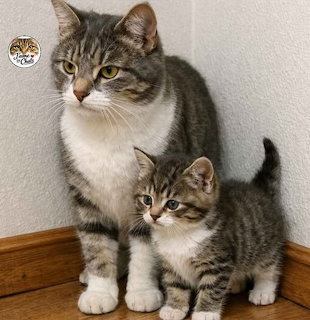 Tabby mother cat standing beside a small tabby kitten indoors
