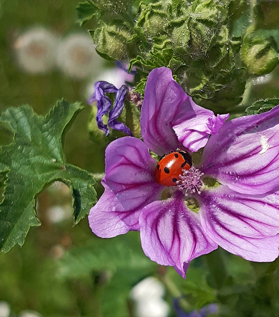 Red ladybug on a purple flower with green leaves in a close-up nature scene