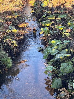 Narrow stream flowing through dense autumn vegetation with large green and yellow leaves on both sides