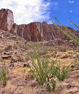 Ocotillo plants in a rocky desert with towering red and brown sandstone cliffs under blue sky